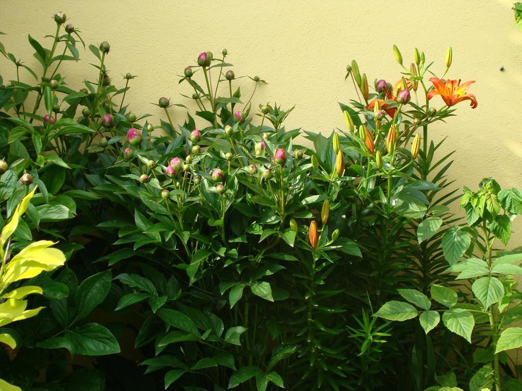 Pensiunea Magnolia Sibiu Exterior foto