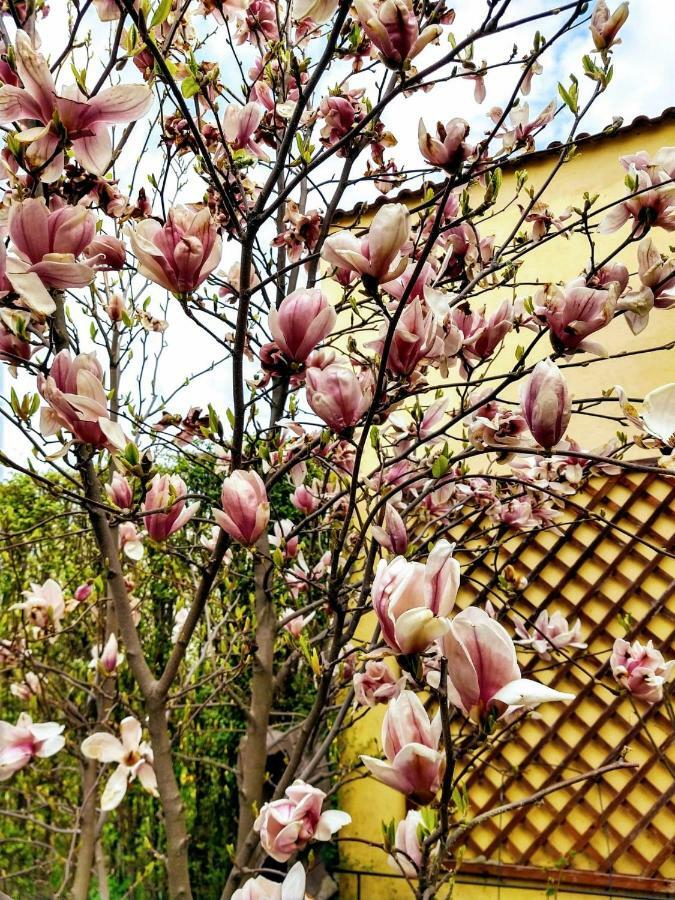 Pensiunea Magnolia Sibiu Exterior foto